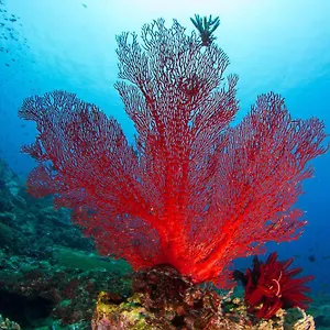 Adani Ksamil 招待所